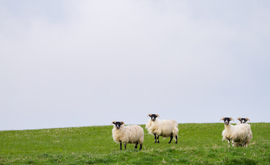Sheep graze in a grassy field beneath dark cloudy skies on the island of Islay, Scotland.