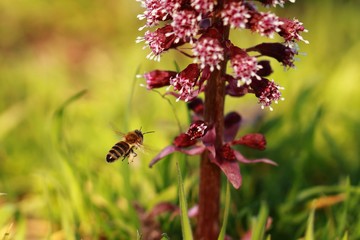 Biene im Anflug an die Blüte