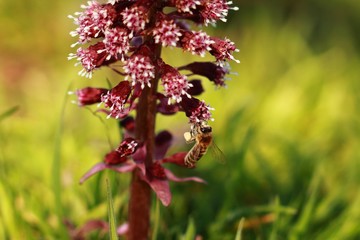 Bestäubung der Blume durch die Wildbiene