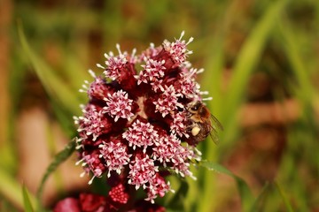 Bestäubung der Blume durch die Wildbiene