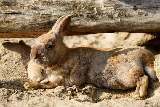 Full body of smoky grey-brown domestic pygmy rabbit