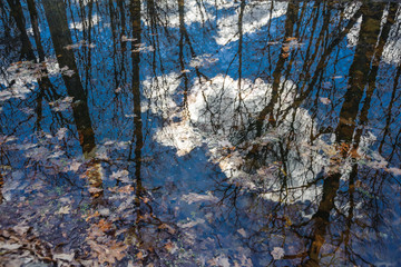 Trees with spring sky and clouds in the reflection of water