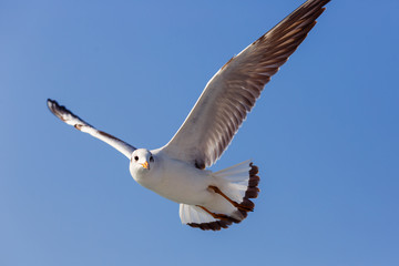 Photo of one seagull flying.