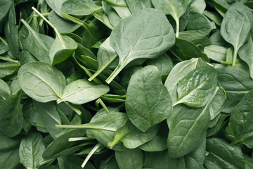 Fresh green baby spinach leaves background close up