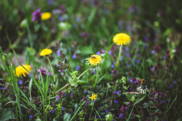 Fototapeta premium Forest Glade with green grass and yellow dandelion flowers and white daisies