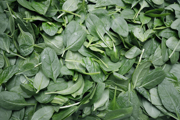 Fresh green baby spinach leaves background close up