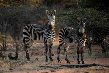 Fototapeta na wymiar Zebra in last light of day
