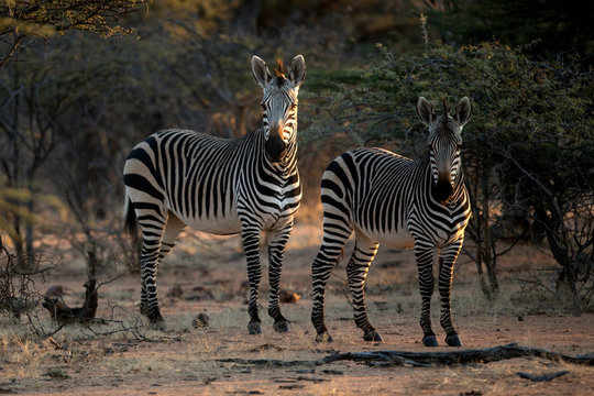 Zebra in last light of day