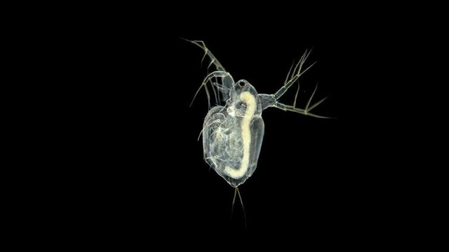 Plankton dweller ponds Branchiopoda Crustacea moina macrocopa or water flea