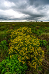 Rural landscape stormy, Buenos Aires province , Argentina