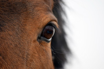 Horse Eye Close up 