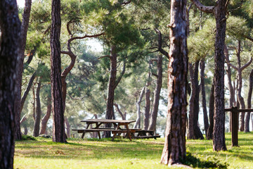 Photo of park with trees, wooden benches, table.