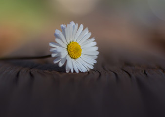 Daisy persistent and widespread growth, heralding the arrival of spring to our gardens, has resulted in children using its flowers to make necklaces and adults desperately trying to rid `weed`.