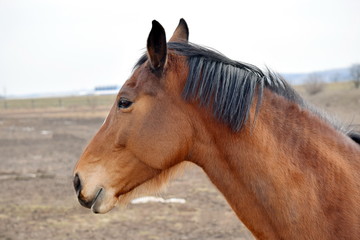 Obraz premium Brown Horse Head Beauty Closeup 