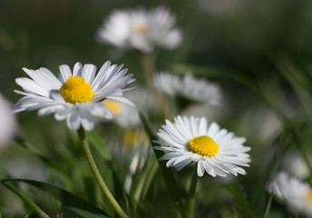 Obraz na płótnie Canvas Daisy persistent and widespread growth, heralding the arrival of spring to our gardens, has resulted in children using its flowers to make necklaces and adults desperately trying to rid `weed`.