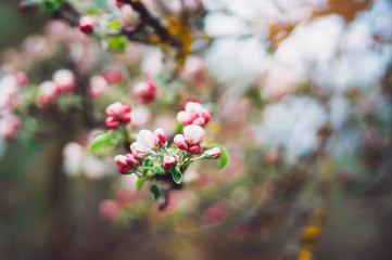 pink blossom tree on background sun flare in green spring garden, beautiful romantic flowers in nature for card clean space for text, blooming bud flora outdoor springtime concept