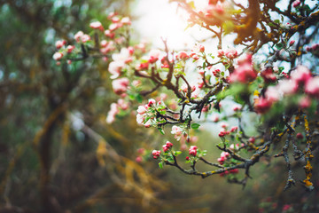 Fototapeta premium pink blossom tree on background sun flare in green spring garden, beautiful romantic flowers in nature for card clean space for text, blooming bud flora outdoor springtime concept