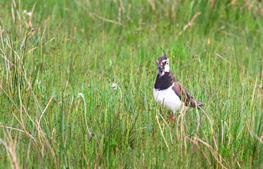 An adult northern lapwing (Vanellus vanellus) stands in tall grass at the Loch Gruinart Nature Reserve on the island of Islay, Scotland.