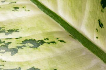 Dieffenbachia green leaf close-up