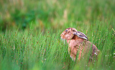 A European hare (Lepus europaeus) sits in a patch of horsetail (Equisetum arvense) at the Loch Gruinart Nature Reserve on the island of Islay, Scotland.