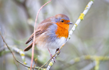 A European robin (Erithacus rubecula) perches on a branch in Shropshire, England.