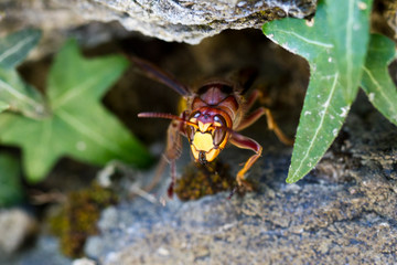 Eine Hornisse fliegt aus ihrem Nest in einer Mauer hervor