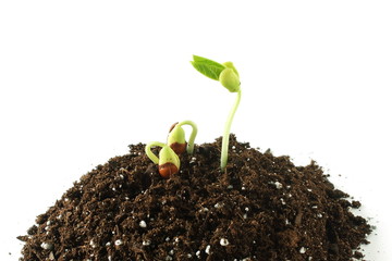 beans plant growing in heap organic potting soil in white background