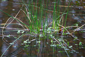 Aquatic grass grows out of a pond in Shropshire, England.