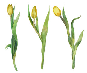 Set of watercolor yellow tulips isolated on white background. Spring flowers. Hand drawn illustration. 