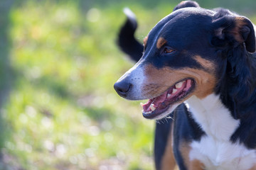 Appenzeller Mountain Dog, portrait of a dog close-up