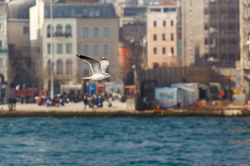 Fototapeta na wymiar Photo of flying seagull on blurred background.
