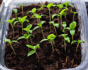 Seedlings on the windowsill. Pepper seedlings, tomato seedlings, close-up