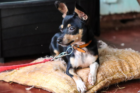 cachorro pequeno