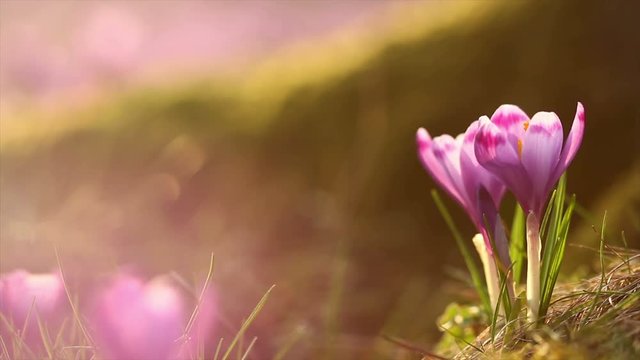 4k footage of fairytale sunlight on spring flower crocus. View of magic blooming spring flowers crocus growing in wildlife. Majestic colors of spring flower crocus