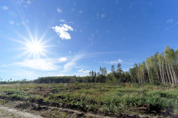 Obraz premium A field with grass that started to turn yellow and woods. Bright Sun in the frame. Glare.