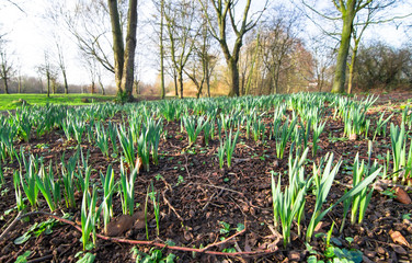 Flowers begin to send up leaves as spring arrives in rural Shropshire, England.