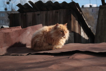 cat sitting on bench in park