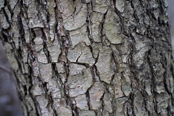Dry tree bark texture background