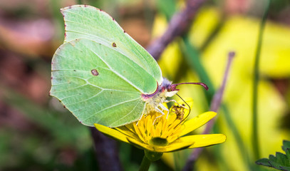 Brimstone butterfly (Gonepteryx rhamni) feeding from a yellow flower at Wem Moss in Shropshire, England.
