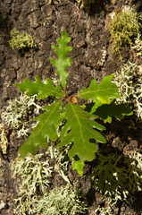 Detalle de brote de hojas de roble Blanco desde el  tronco