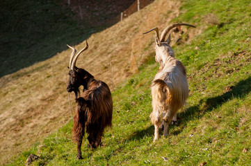 goats grazing