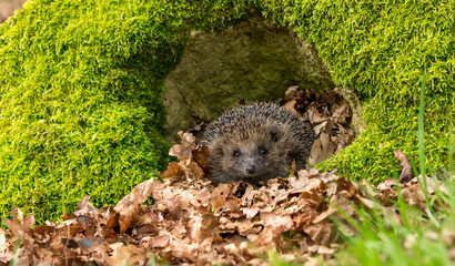 Hedgehog, erinaceus europaeus, emerging from his nest,  taken  from a wildlife garden hide to monitor health and numbers of this declining, iucn redl-isted mammal, space for copy  © Moorland Roamer
