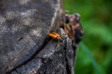 a comb-clawed beetle