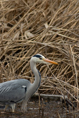 Fototapeta premium Grey heron hunting for fish
