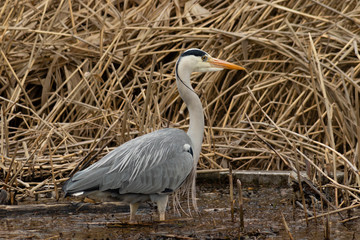 Grey heron hunting for fish