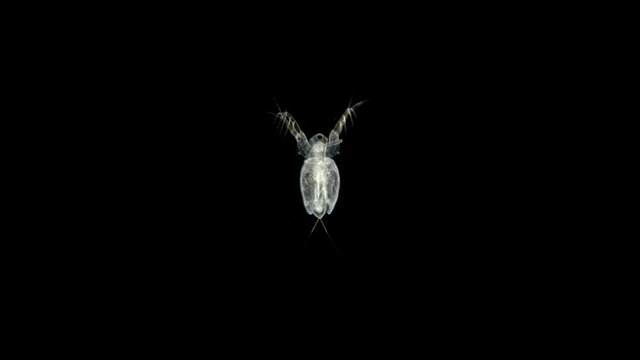 Plankton dweller ponds Branchiopoda Crustacea moina macrocopa or water flea