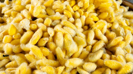 Golden Silk in Silk Island, Cambodia. June 2018