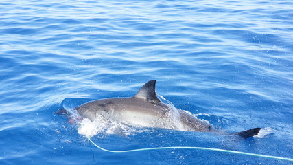 Obraz premium Cage diving avec les grands requins blanc australiens