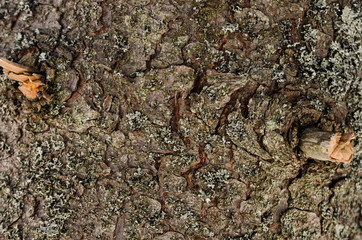 tree bark close up view