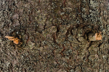 tree bark close up view